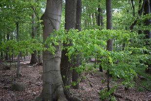 Vom forstlichen Paradiesgarten zum Buchenurwald