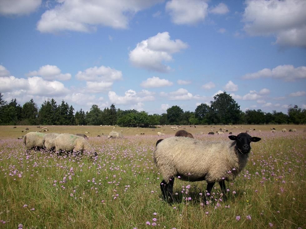 Schafe in Grasnelken